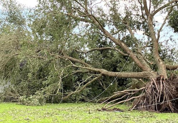 Article Image Alt Text